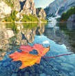 buntes Herbstblatt im See
