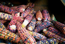 Autumnal View Of Multicolored Cob Of Flint Corn With Hard  Kernels Very Decorative On Sell At The Market