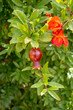 Red Pomegranate flowers (Punica granatum)