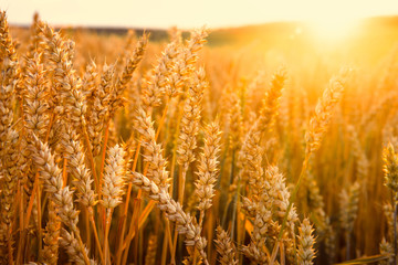 Wheat in sunlight