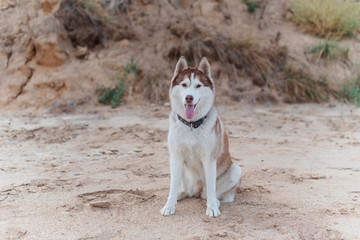 Redhead husk in collar with brown eyes sitting on the background of the of a sandy slope