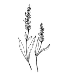 Vector wildflower floral botanical flowers. Black and white engraved ink art. Isolated wildflowers illustration element.