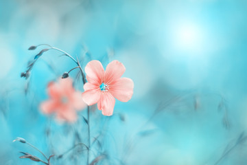 beautiful pink flax flower on a turquoise blue background, toned image. natural spring art backgroun