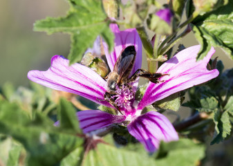 insect in its habitat made with macro