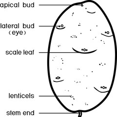 Sticker - Coloring page. Parts of plant. Morphology and structure of potato tuber