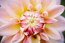 Close-up Of Dahlia Flower