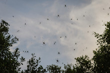 A Wall Of Giant Spiders