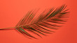 © Yaroslav Danylchenko/Stocksy - Tropical palm leaf presented on a red background with copy space