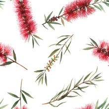 Watercolor Australian Callistemon Seamless Pattern