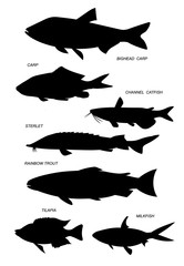 Wall Mural - Farmed fish. Line black illustration collection.