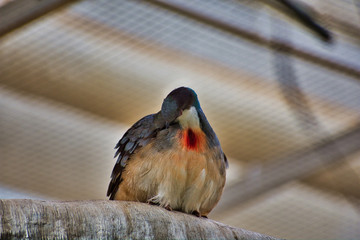 BLEEDING HEART DOVE or GALLICOLUMBA LUZONICA is a unique ground dove with a red spot on its chest. Perched, looking and cleaning itself. Preening red lover bird. Romeo and Juliet!