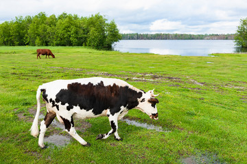 Cow in the meadow near the lake.