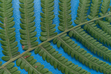 Wall Mural - macro view of fern leaf, abstract nature organic background