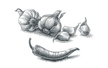 Garlic And Chili Pepper Composition. Spice. Hand Drawn Engraving Style Illustrations.