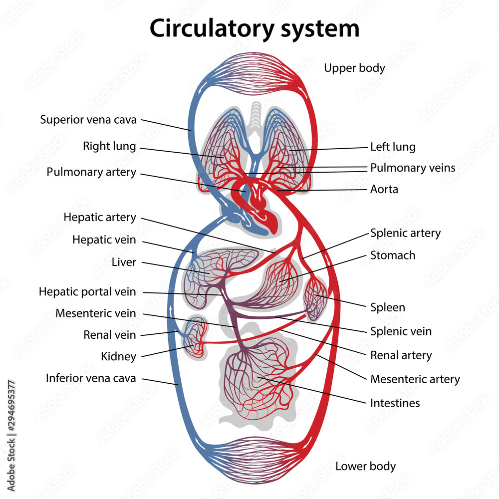 Human circulatory system. Diagram of circulatory system with main parts labeled. Vector illustration of great and small circles of blood circulation in flat style. - obrazy, fototapety, plakaty 