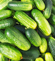 Wall Mural - Cucumbers green background.