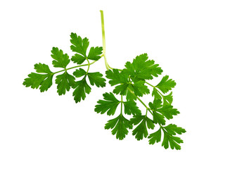 Wall Mural - Parsley  leaf isolated on white.