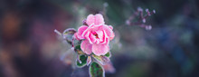 Closeup Of A Pink Rose Covered By Morning Frost, Banner