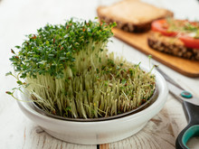 Sprouting Dish With Watercress