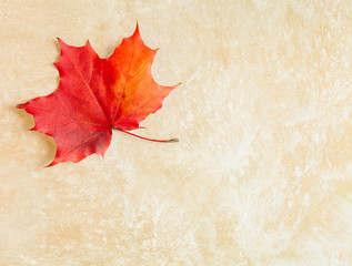 beautiful textured autumn maple leaf with selective focus on a beige stucco background. autumn conce