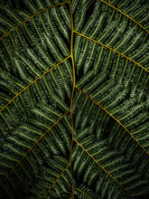 Close Up Of Fern Leaves
