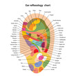 Ear reflexology chart with description of the corresponding internal and body parts. Vector illustration over white background.