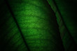 © Cavan Images - Details of green leaves from a lemon tree