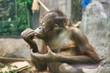 BORNEAN ORANGUTAN Baby. Young PONGO PYGMAEUS PYGMAEUS infant monkey. Playing, eating, foraging without parent. Isolated baby monkey. Small colorful orangutan