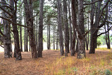 Fototapeta Las - Autumn pine forest in cloudy weather, tree trunks.