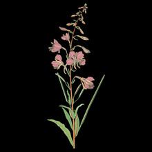 Isolated Vector Illustration. Branch Of Fireweed Flower. Rosebay Willowherb Plant. (Onagraceae). Ivan Chai. (Epilobium Angustifolium). (Chamaenerion Angustifolium). On Black Background.