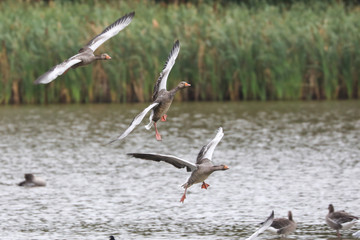 Poster - Greylag Geese coming into land