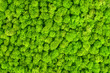 Green decorative moss texture. Wall from moss background.