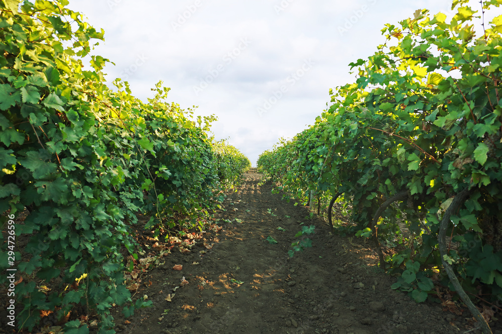View of vineyard rows with fresh grapes on sunny day