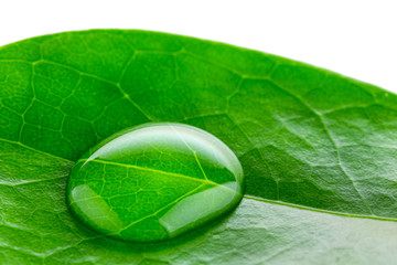 Wall Mural - Beautiful water droplets roll down on the green glossy leaf in macro lens shoot on a white background.