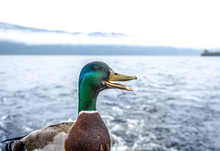 Duck Sitting On A Boat At Loch Ness