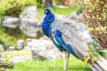 Peacock In The Kyoto Garden Of Holland Park In Kensington, London