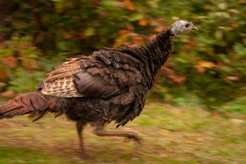 running turkey