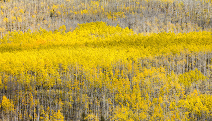 Wall Mural - Forest of golden aspen trees covering a mountain in a Colorado fall landscape