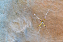 A Small Spider With A Beautiful Pattern