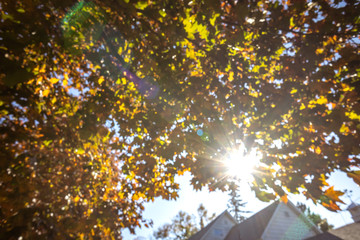 Wall Mural - Autumn park natural landscape. Golden leaves foliage on trees in front of road in village at late Autumn