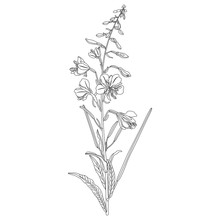 Isolated Vector Illustration. Branch Of Fireweed Flower. Rosebay Willowherb Plant. Ivan Chai. (Onagraceae). (Epilobium Angustifolium). (Chamaenerion Angustifolium). Black And White Linear Silhouette.