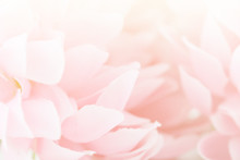 Beautiful Pink Flowers Made With Color Filters, Soft Color And Blur Style For Background