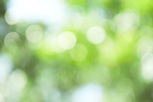 Abstract Green Bokeh Out Of Focus Background From Tree In Nature