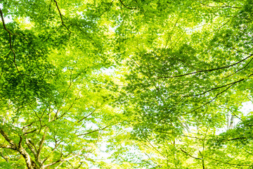Wall Mural - Leaves of green maple and maple branches tree against on sky, small space sunlight.