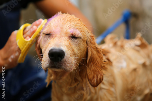 Golden Retriever puppy bathing. Dog washing.