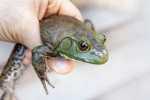 Close-up Of Young Mans Hand Holding A Wild Green Big Frog, Edible Frog - Pelophylax Esculentus
