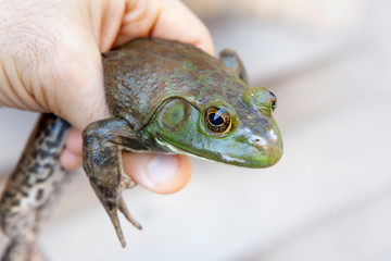 Wall Mural - close-up of young mans hand holding a wild green big frog, edible frog - pelophylax esculentus