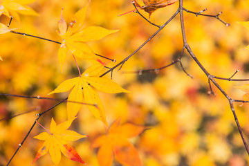 Japan Autume beautiful red maple tree leaf for Kyoto November travel banner background.