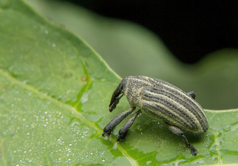 The beetle or  Weevil is catching on the leaf