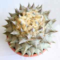 Sticker - Succulent with special shape.